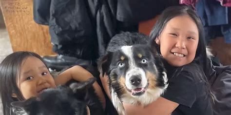 Dog returns home after 150-mile Alaskan sea-ice odyssey